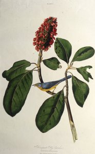 The Canada Warbler. From The Birds of America by John James Audubon