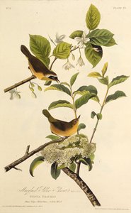 The Maryland Yellowthroat (From The Birds of America) by John James Audubon