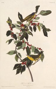 The Nashville Warbler. From The Birds of America by John James Audubon