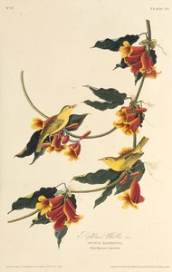 The Rathbone Warbler. From The Birds of America by John James Audubon