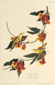 The Rathbone Warbler. From The Birds of America by John James Audubon