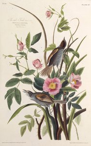 The Sea-side Finch. From The Birds of America, 1827-1838 by John James Audubon