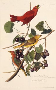 The Summer Red Bird. From The Birds of America, 1827-1838 by John James Audubon
