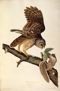 The Barred Owl (from The Birds of America, 1827-1838) by John James Audubon