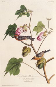 The Bay-Breasted Warbler. From The Birds of America by John James Audubon