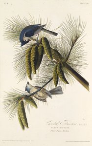The black-crested titmouse. From The Birds of America, 1827-1838