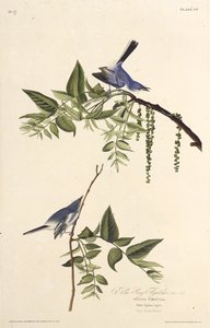 The Blue-Gray Gnatcatcher. From The Birds of America by John James Audubon