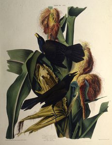The common grackle (From The Birds of America) by John James Audubon