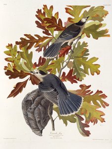 The grey jay. From The Birds of America by John James Audubon