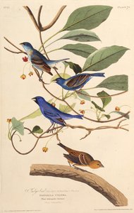 The indigobirds. From The Birds of America, 1827-1838 by John James Audubon