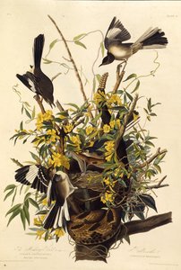 The northern mockingbird. From The Birds of America by John James Audubon