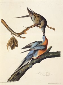 The Passenger Pigeon. From The Birds of America by John James Audubon