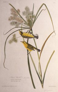The Prairie Warbler. From The Birds of America by John James Audubon