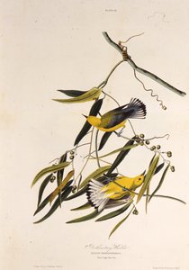 The prothonotary warbler. From The Birds of America by John James Audubon