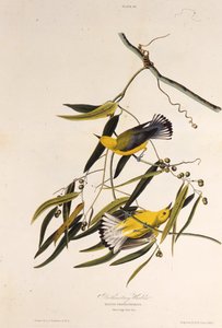 The Prothonotary Warbler by John James Audubon