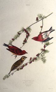 The Purple Finch. From The Birds of America by John James Audubon