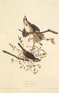 The Song Sparrow (From The Birds of America) by John James Audubon