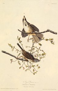 The Song Sparrow. From The Birds of America, 1827-1838 by John James Audubon