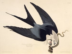 The swallow-tailed kite. From The Birds of America by John James Audubon