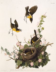 The Yellow-Breasted Chat (from The Birds of America)