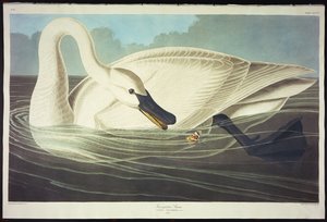 Trumpeter Swan