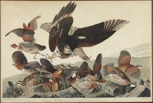 Virginian Partridge by John James Audubon