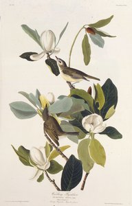 Warbling Flycatcher. From The Birds of America