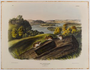 White-footed mouse