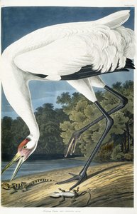 Whooping Crane, Adult Male by John James Audubon