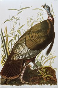 Wild Turkey, from 