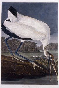 Wood Ibis by John James Audubon