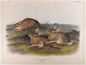 Wormwood hare