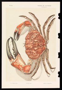 Tasmanian Giant Crab, Pseudocarcinus gigas
