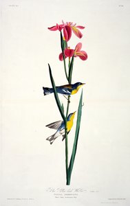 Blue Yellow-back Warbler, from Birds of America, engraved by Robert Havell by John James after Audubon