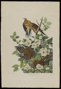 Carolina Pigeon or Turtle Dove, from Birds of America, engraved by Robert Havell by John James after Audubon
