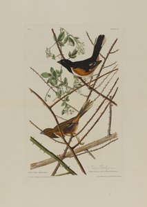 The Towhe Bunting, from Birds of America, engraved by Robert Havell by John James after Audubon