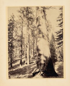 Big Trees, Mariposa, California by John K. Hillers