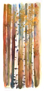 Birches in Autumn, 2013