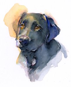 Black Lab