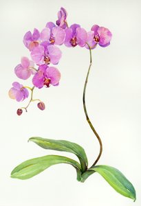 Orchid botanical, 2013
