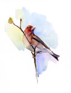 Purple finch by John Keeling