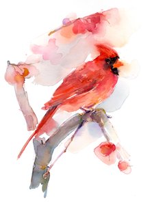 Red cardinal