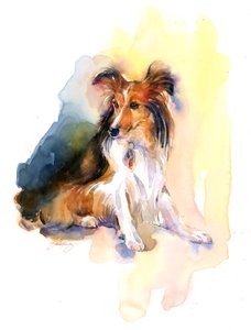 Sheltie portrait, 2015