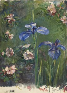 Wild Roses and Irises