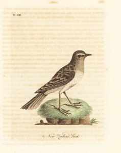 Australasian pipit, Anthus novaeseelandiae. Handcoloured copperplate drawn and engraved by John Latham from his own A General History of Birds, Winchester