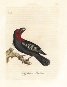 Black-billed Barbet. Handcoloured Copperplate by John Latham from A General History of Birds, Winchester