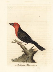 Black-billed Barbet, Lybius guifsobalito (Abyssinian Plant-cutter, Loxia tridactyla). Handcoloured copperplate drawn and engraved by John Latham from his own A General History of Birds, Winchester