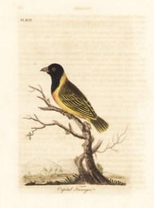 Black-headed yellow-collared weaver, Ploceus melanocephalus capitalis (Capital tanager, Tanagra capitalis). Handcoloured copperplate drawn and engraved by John Latham from his own A General History of Birds, Winchester by John Latham