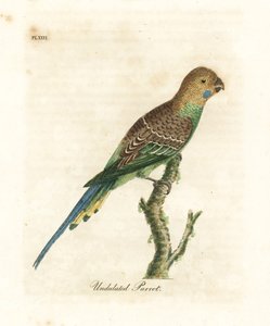 Budgerigar. Handcoloured Copperplate by John Latham from A General History of Birds, Winchester by John Latham