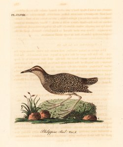 Buff-banded rail, Gallirallus philippensis. Handcoloured copperplate drawn and engraved by John Latham from his own A General History of Birds, Winchester
